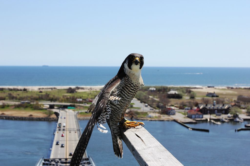 Throgs Neck Bridge adult falcon (New York City Department of Environmental Protection / Christopher Nadareski)